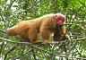 Bald Uakari 