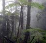 Cloud forest in Borneo 
