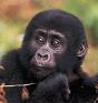 Mountain gorilla toddler 