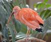 Scarlet Ibis 