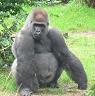 Silverback Gorilla 